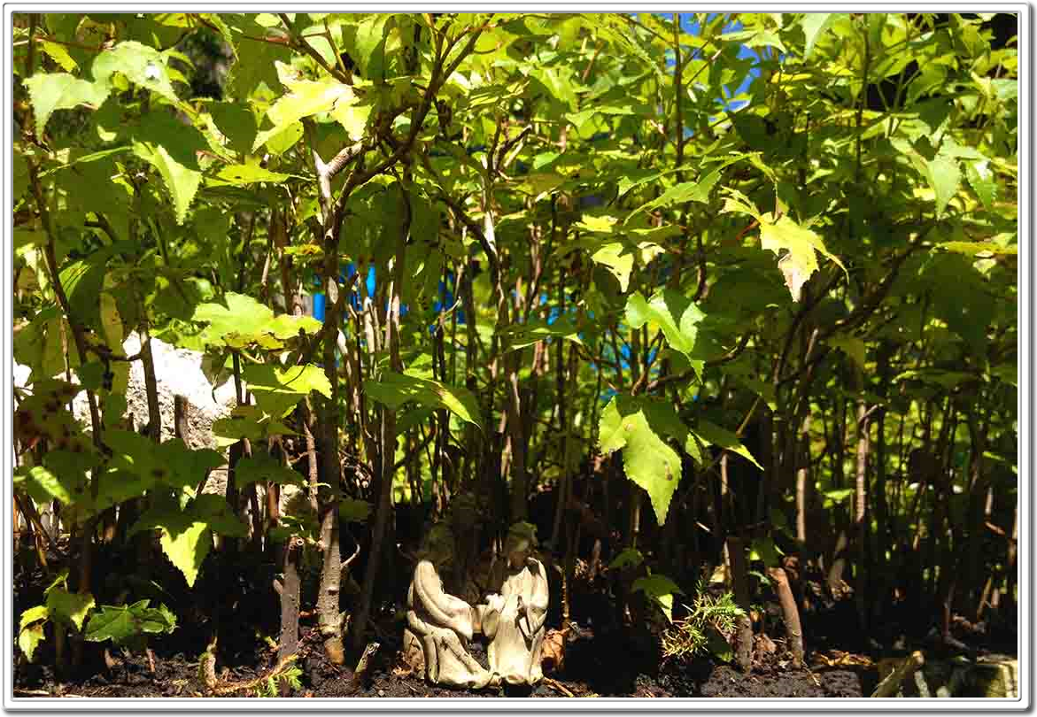 Miniature Forest, Mini Forest, Bonsai Forest, Forests