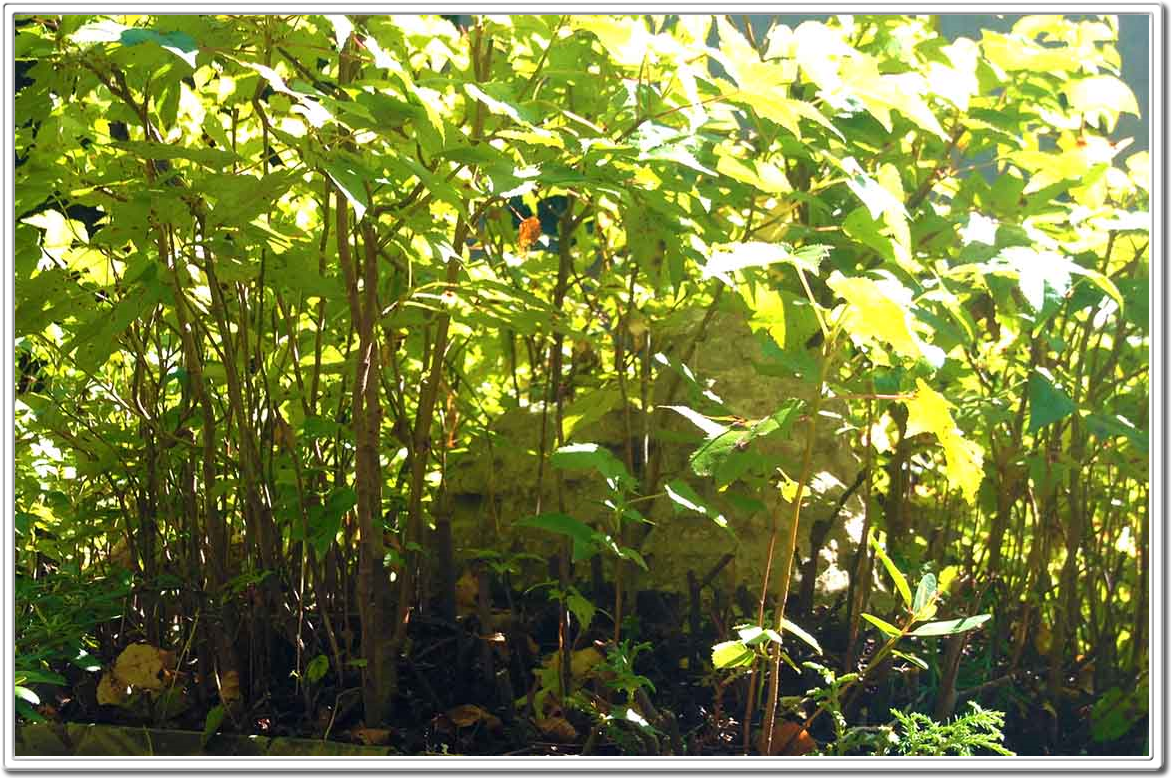 Miniature Forest, Mini Forest, Bonsai Forest, Forests