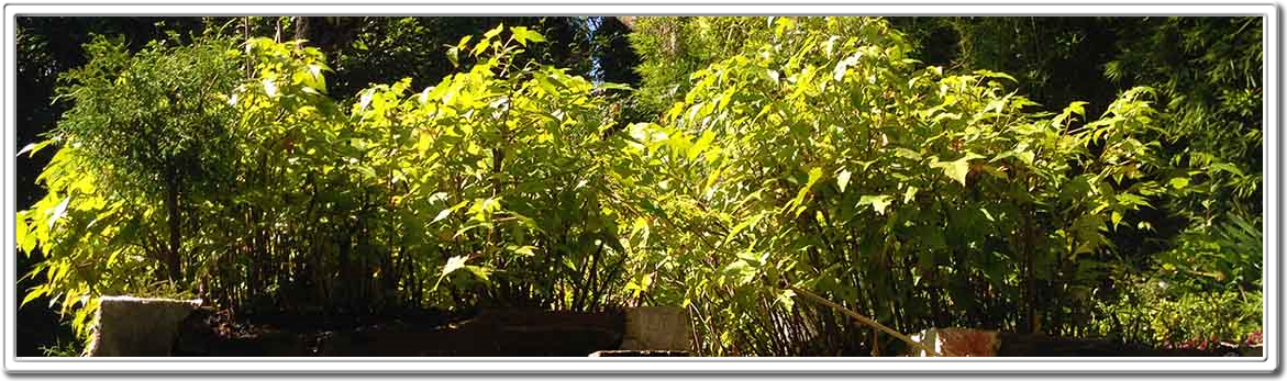 Miniature Forest, Mini Forest, Bonsai Forest, Forests