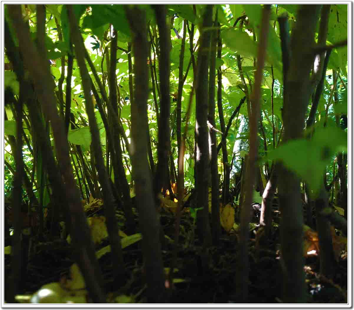 Miniature Forest, Mini Forest, Bonsai Forest, Forests