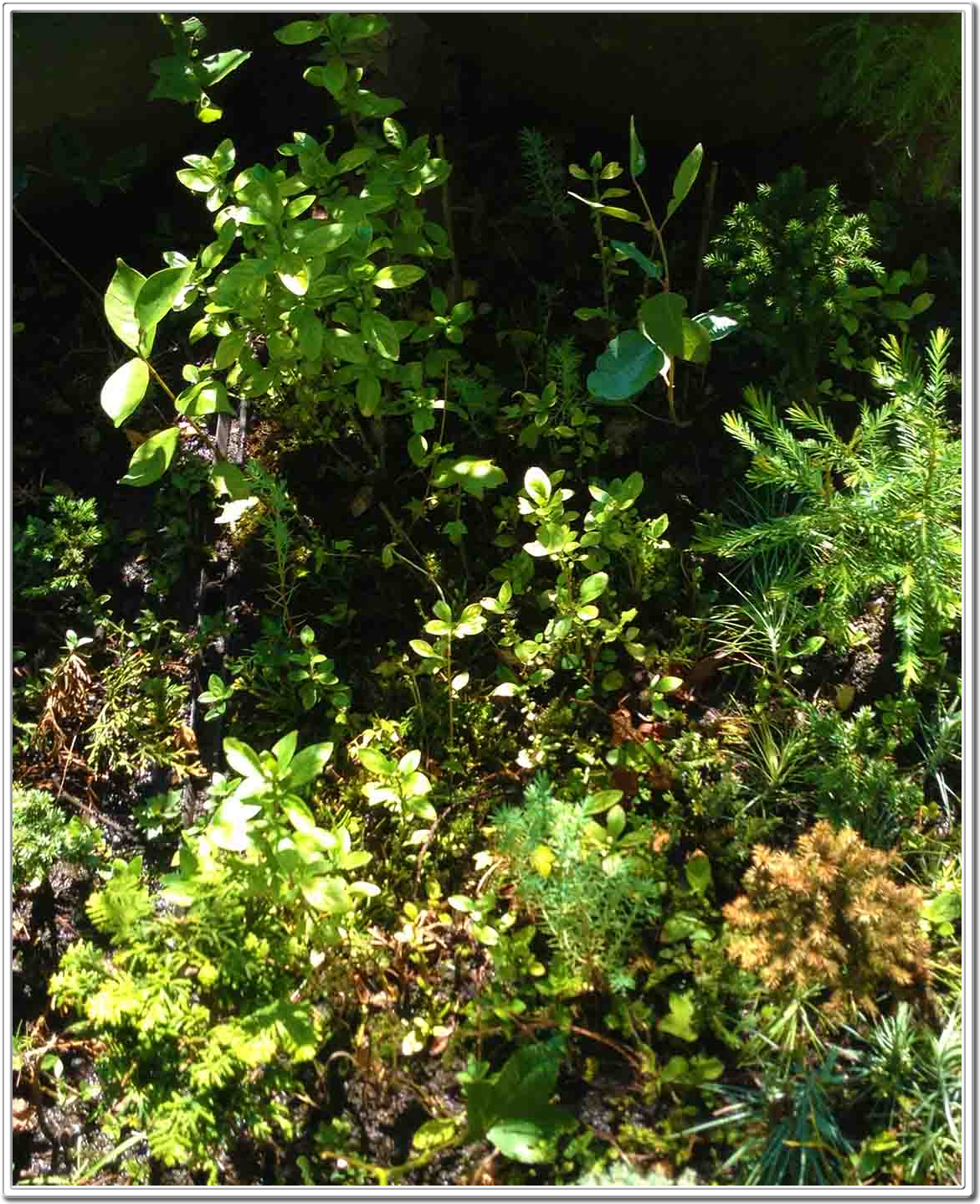 Miniature Forest, Mini Forest, Bonsai Forest, Forests