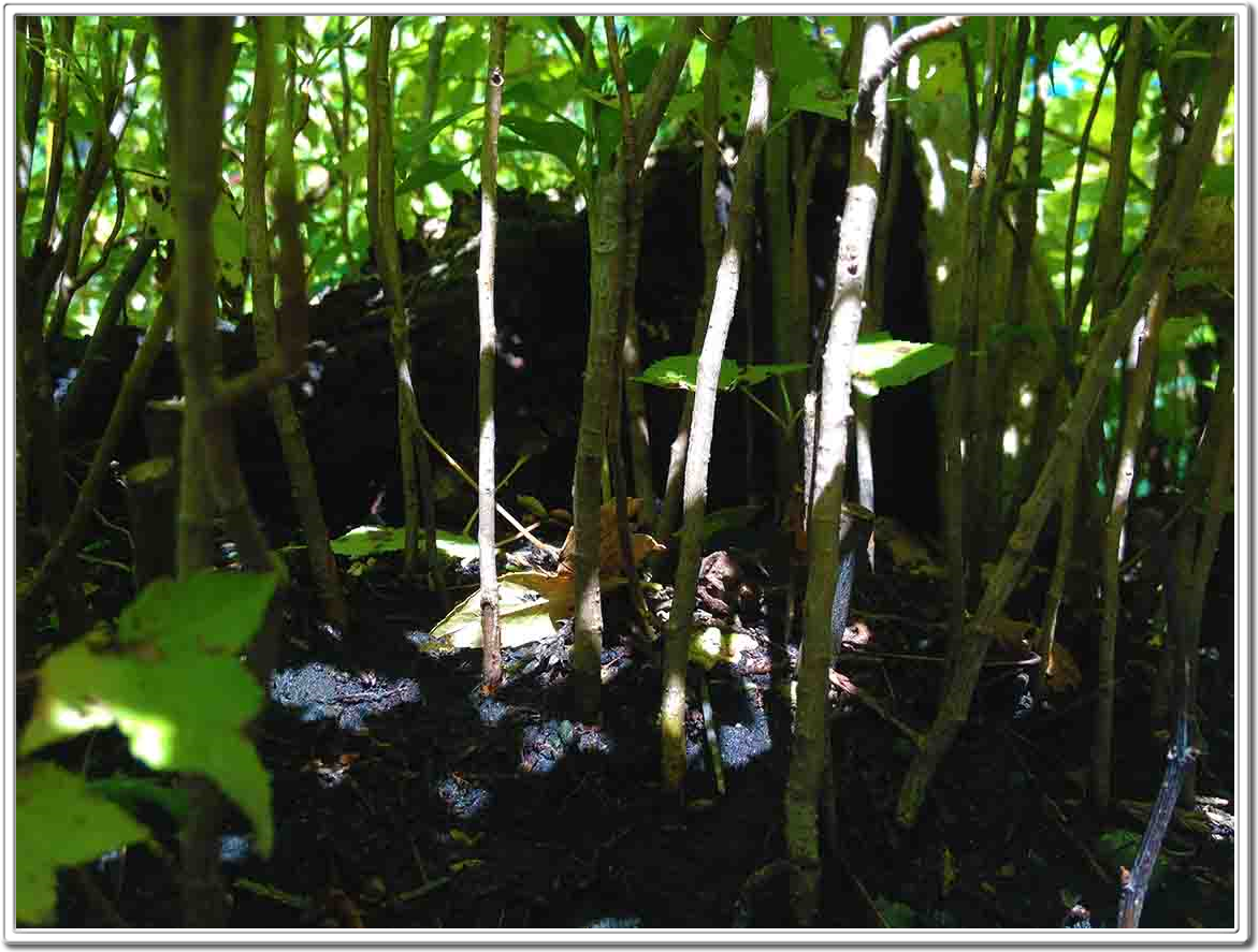 Miniature Forest, Mini Forest, Bonsai Forest, Forests