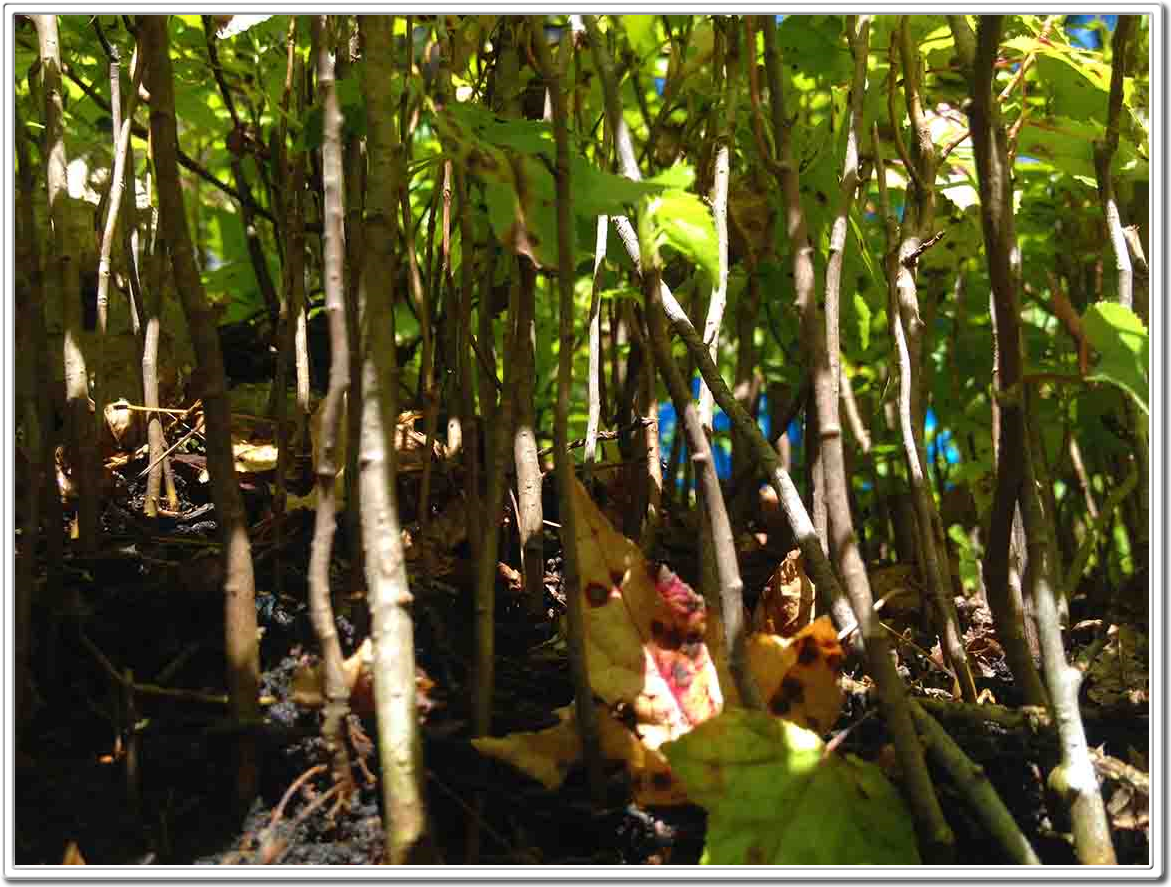 Miniature Forest, Mini Forest, Bonsai Forest, Forests